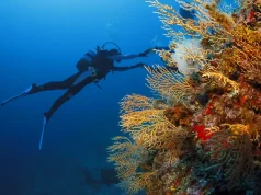 Guide To Picking The Right Dive Spot in St. Martin