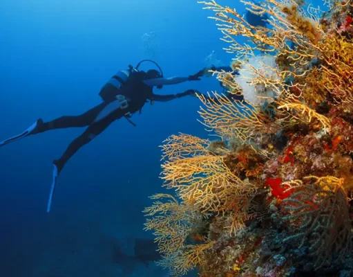 Guide To Picking The Right Dive Spot in St. Martin