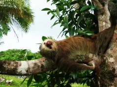 Costa Rica Tourism Board Presents: The Ultimate Guide to Interacting with Sloths