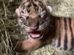 San Diego Zoo Wildlife Alliance Celebrates the Birth of a Sumatran Tiger Cub at the San Diego Zoo Safari Park
