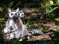 Where To Go: 2025 – Red Savannah’s Ultimate Destination Guide