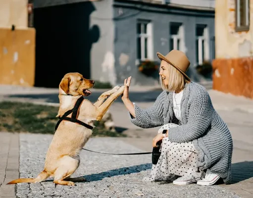 Safe Travels with Your Emotional Support Animal