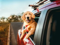 How to Travel Safely with Dogs: Keep Pooch Content