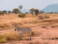 Why Luxury African Safaris Offer the Ultimate Escape from Everyday Life