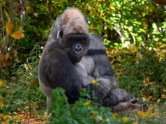 Practical Tips for Planning a Gorilla Trekking Safari