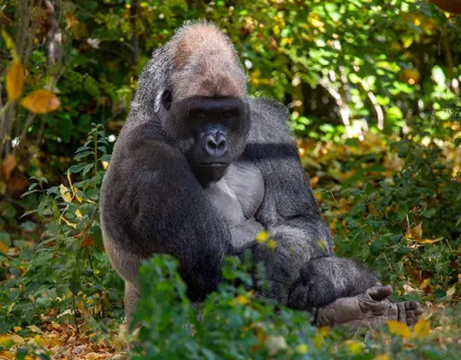 Practical Tips for Planning a Gorilla Trekking Safari