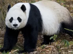 Giant Pandas Arrive at Smithsonian’s National Zoo, Highlighting Global Conservation Efforts