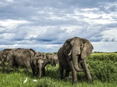 Swap Winter for Wildlife at Great Plains Camps in Botswana and Kenya