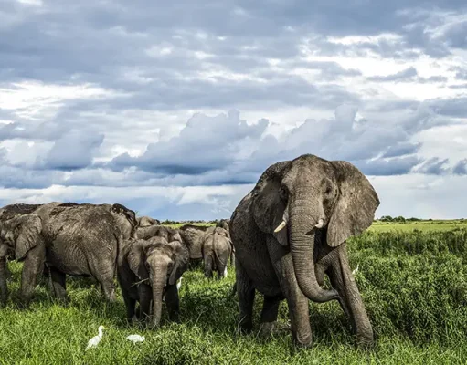 Experience Year-Round Safari Adventures in Botswana, Kenya and Zimbabwe with the Best of Great Plains