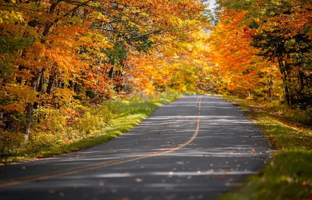 Autumn trees on the side of an empty road