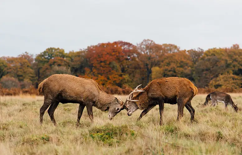 Two bucks fighting in autumn scenery, with does in the background