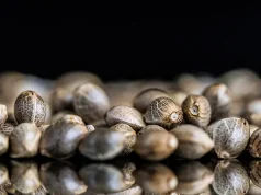 The Different Kinds of Seed Banks – How To Effectively Pick A Seed Bank For You