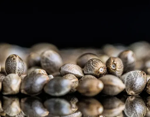 The Different Kinds of Seed Banks – How To Effectively Pick A Seed Bank For You