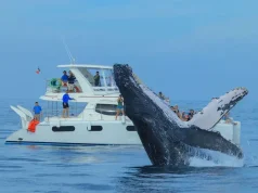 Whale Watching Season with Newly-Opened Tropicana Los Cabos