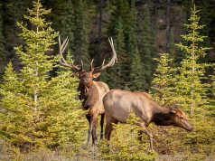 A Nature Lover’s Guide to Exploring Red Deer
