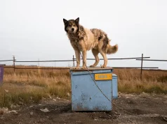 From the Trail to Tradition: The Heart of Dog Sledding in Alaska