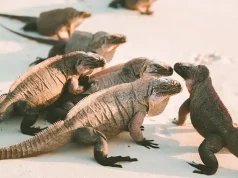Jurassic Park? Meet Iguana Island: Visiting the Endangered Iguanas of The Bahamas