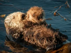The Otters and the Slough: Our Experience Exploring Monterey Bay National Marine Sanctuary