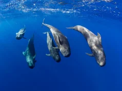 Tenerife Offers Year-Round Whale Watching for Nature Enthusiasts