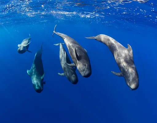 Tenerife Offers Year-Round Whale Watching for Nature Enthusiasts