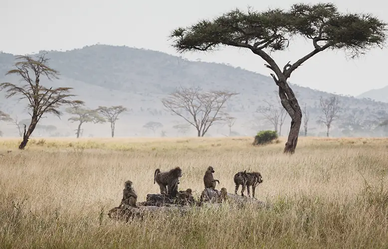 animals-in-the-wild-group-of-baboons-in-the-sere-2023-11-27-05-33-16-utc copy