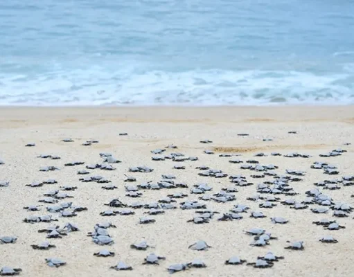 Endangered Sea Turtles Seek The Sanctuary Of Pueblo Bonito Resorts’ Beaches