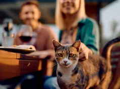 Why CBD Oil is the Natural Choice for Pain Relief in Cats?