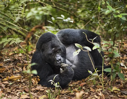 Go Gorilla Trekking in Rwanda’s Volcanoes