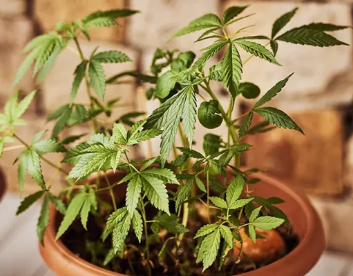 Key Stages in Cannabis Growth: What to Expect and Prepare For