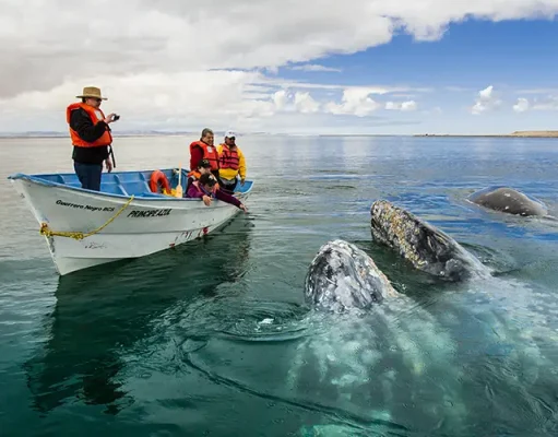 Majestic Migrations: Whale Watching in Baja California Sur