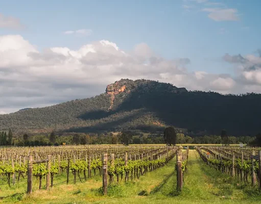 Vineyard Vacations: Relax in Wine Country