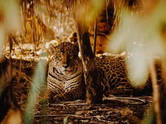 Brazil’s Top National Parks to Visit for Ecotourism in 2025