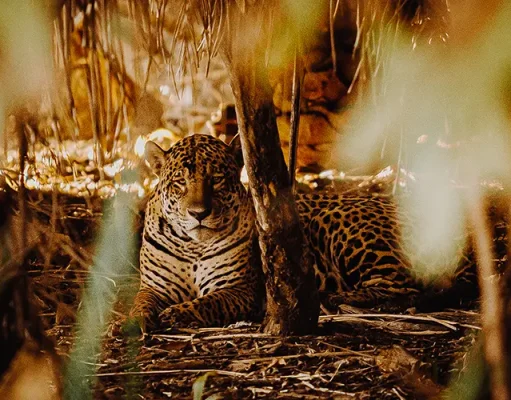 Brazil’s Top National Parks to Visit for Ecotourism in 2025