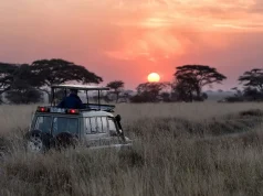 Wild adventures: safari road trip inspiration around the world