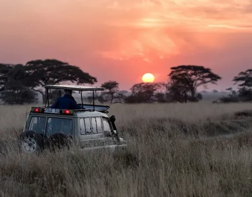 Wild adventures: safari road trip inspiration around the world
