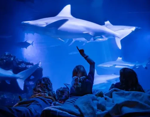 ‘Sleep in the Deep’ at Maui Ocean Center