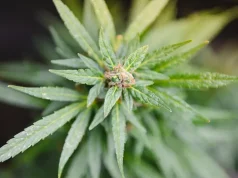 Why Autoflowering Cannabis Seeds Are Perfect for Beginners