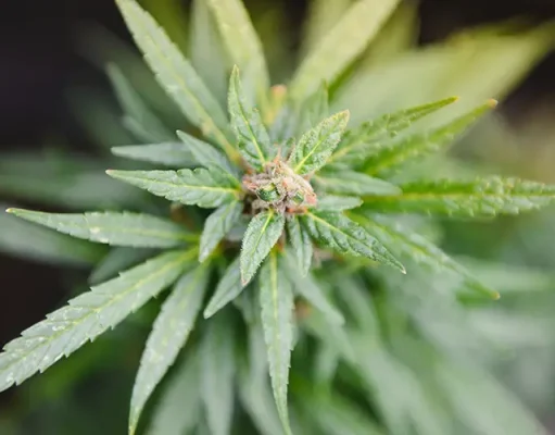 Why Autoflowering Cannabis Seeds Are Perfect for Beginners