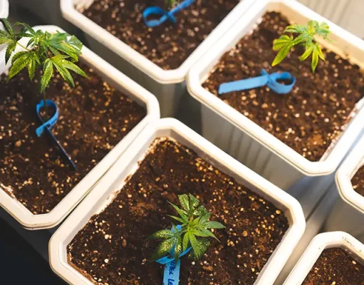 From Seed to Harvest: Demystifying the Basics of Buying Marijuana Seeds Online