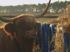 Coos in Cardis – Scotland’s Winter Glow-Up