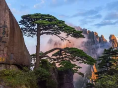 Huangshan emerges as top destination for overseas tourists exploring China