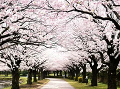 The best Spring Blossom Hotspots around the world