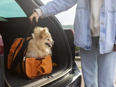 Moving Abroad with Pets? Here’s How Pet Relocation Services Can Help