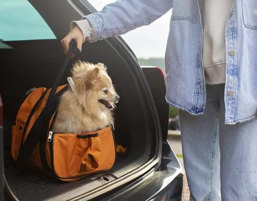 Moving Abroad with Pets? Here’s How Pet Relocation Services Can Help