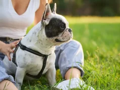 Essential Features of a Quality Pet Boarding Service