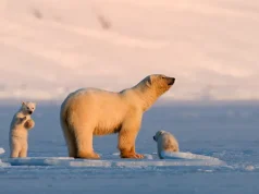 Polar Bears to Puffins : The Ultimate in Nordic Wildlife Experiences