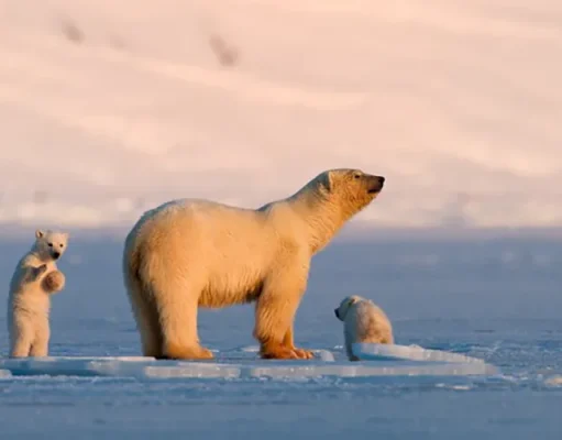 Polar Bears to Puffins : The Ultimate in Nordic Wildlife Experiences