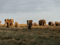 A One Month Safari into the Heart & Soul of East Africa