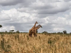 Where Culture & Conservation Meet: Samuel Ceremony Mole’s Inside Look at the Randilen Wildlife Management Area