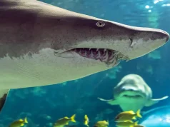 Ripley’s Aquarium of Canada Joins Toronto CityPASS® Lineup